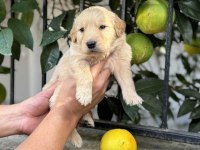 Irk ve Sağlık Garantili Golden Retriever