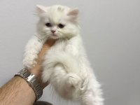 BRİTİSH BEYAZ DİŞİ YAVRU HER YERE GÖNDERİLİR