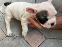 2,5 aylık french bulldoglar