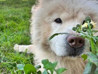 CHOW CHOW TERK EDİLMİŞ