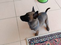 Safkan Belçika Malinois Yavrumuz