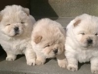 CHOW CHOW ÇİN ASLANI YAVRULARIMIZ