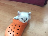 Ücretsiz sahiplendirilecek kediler