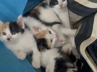 5 Minik Yavru Kediler