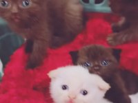 Scottish fold yavrularıma yeni yuva