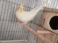 TECRÜBELİ İRİ BOY JUMBO DİŞİ SULTAN PAPAĞANI