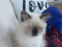 Birman cinsi 8 9 aylık kedimiz