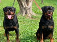 Rottweiler Extrem Sırbistan Timittor