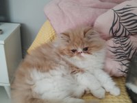 CFA KAYITLI ANNE VE BABA YAVRU KEDİLER
