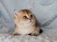 Şeker bayramının şekerleri kediler