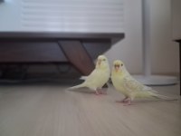 Albino erkek kirmizi goz disi damizlik muhabbet kuşu