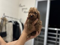 Dark red brown toy poodle yavrumuz