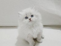 Cy 1133 british longhair point 50 günlük maviş