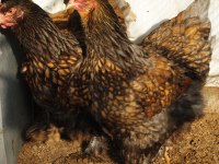 GOLD LACED BRAHMA KULUÇKALIK YUMURTA & CİVCİV