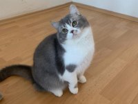 Scottish Shorthair yavrumuz ömürlük yuva arıyor