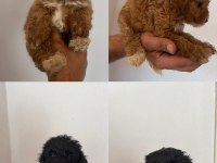 Aileden uygun yavru canlar toy poodle
