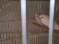 2 Adet muhabbet kuşu