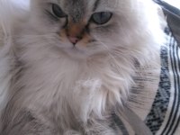 Full secereli longhair yetişkin İzmir buca- iscievleri