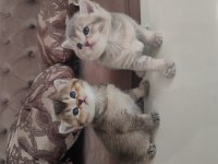 Yavru british shorthair