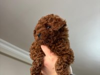 RED BROWN POODLE YAVRULARIMIZ YENİ YUVASINI ARIYOR