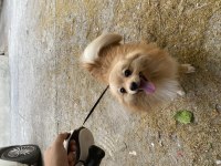 Uygun puana sahiplendirilecek pomeranian boo