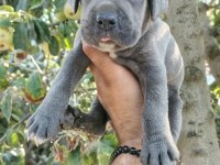 Asalet ve Güç Bir Arada Blue Cane Corso Yavruları