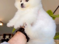 Pomeranian Boo Yavru