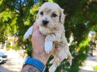 Maltipoo köpeği