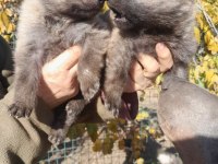 Wolf Dog Gerçek Kurt