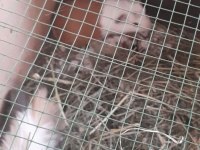 Sevimli Guinea pig yavruları