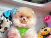 Sevimli Pomeranian Boo Yavrularımız