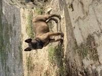 Irk ve sağlık garantili belçika kurdu yavrular