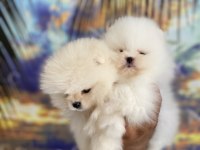 Pomeranian kar topları hazır