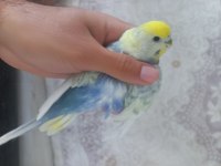 Yumurta / yavru alınmış çift muhabbet kuşu mor rainbow dişi