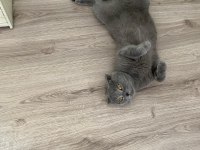 İş sebebiyle sahiplendirilecek scottish fold