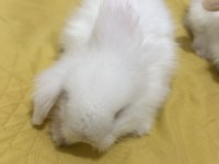 YAVRU LOP TAVŞANI 1 AYLIKLAR
