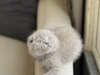 Top Kafa İnsan Canlısı Scottish Fold Yavru