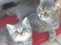 British shorthair ve scottish fold yavrular