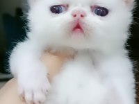 EXOTIC SHORTHAIR ERKEK 