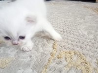 Scottish fold long hair yavruları