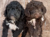 Portekiz su köpeği çok şirin yavrular 