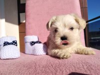 Maltipoo Kapıda Ödeme Ve Kredi Kartı İmkânı Mevcuttur