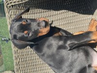 FCI Şecereli Muhteşem Doberman Yavrular