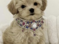 Maltipoo Sultan