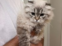 Blue point longhair 7 aylık kedimiz