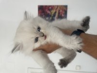 A kalite kan hattı düzgün scottish fold yavrular
