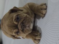 SEVİMLİ İNGİLİZ BULLDOG EGZOTİK