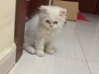 Dişi British Longhair 4 aylık