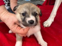 Kırma Husky
