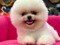Pomeranian boo köpekler